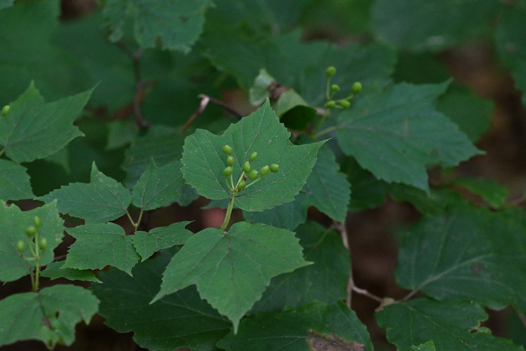 2025-07199733 Tower Hill Botanic Garden, MA.JPG - Maple-leaved Viburnum. New England Botanic Garden at Tower Hill, MA, 7-19-2025